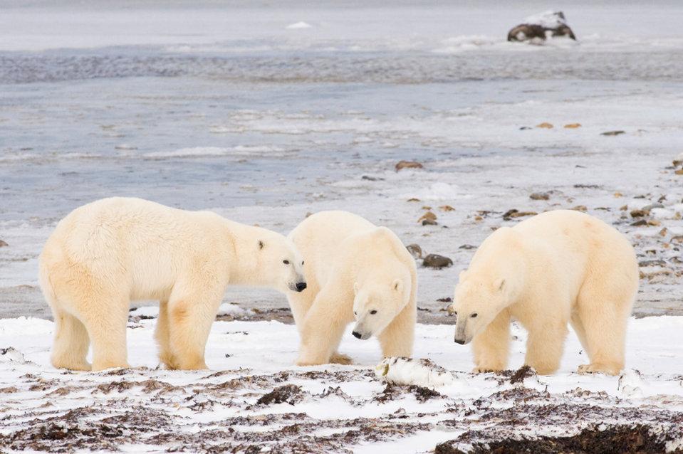 Bear Country Inn Черчилл Экстерьер фото